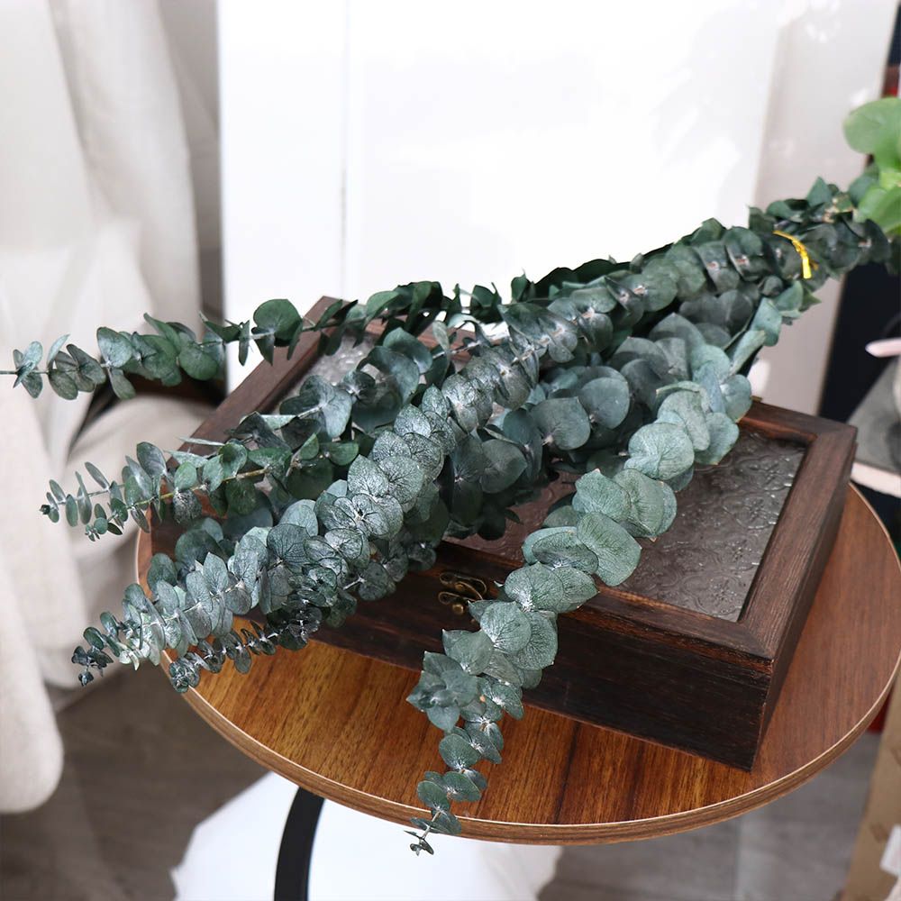 10 szt. prawdziwych suszonych  – Eucalyptus Preserved recenzja i cena