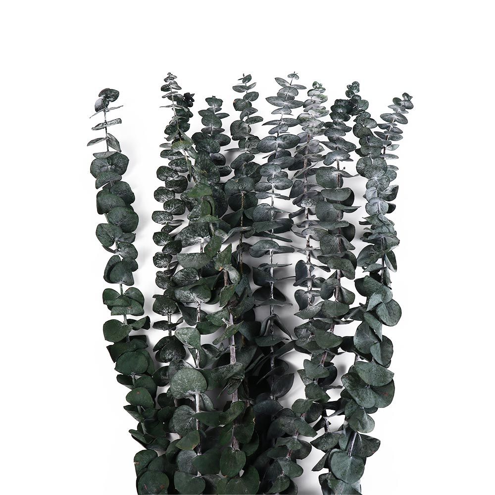 10 szt. prawdziwych suszonych  – Eucalyptus Preserved recenzja i cena