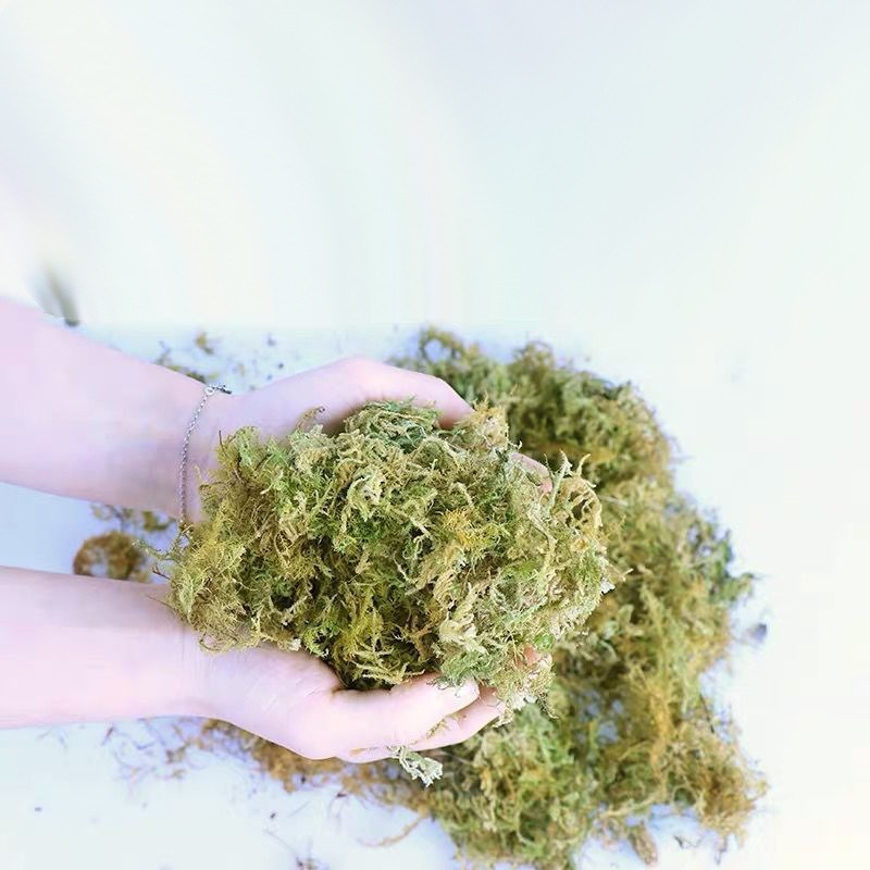 Naturalny suszony mech – podło – Preserved Moss Sheet recenzja i cena